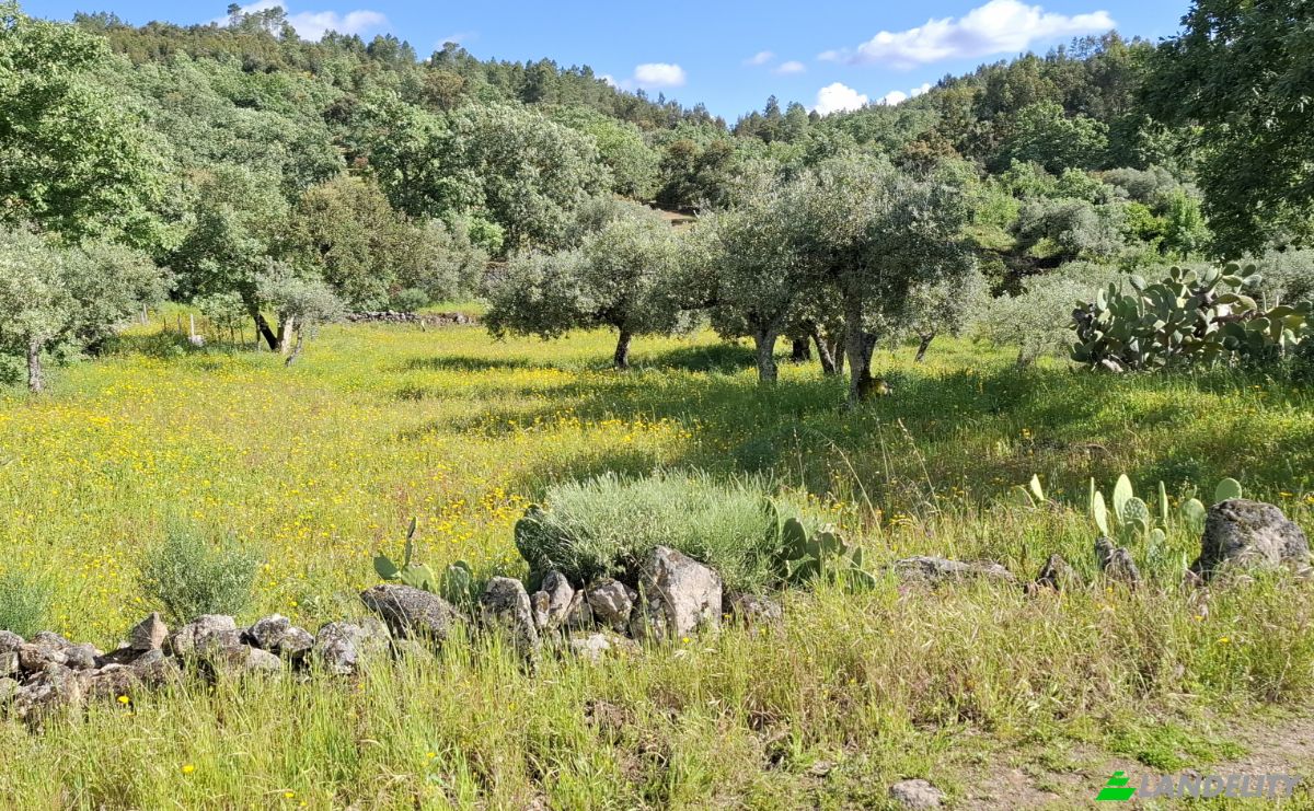Land Lot for Sale 6090 Salvador, Salvador, Penamacor, Castelo Branco District, Portugal. Photo 4