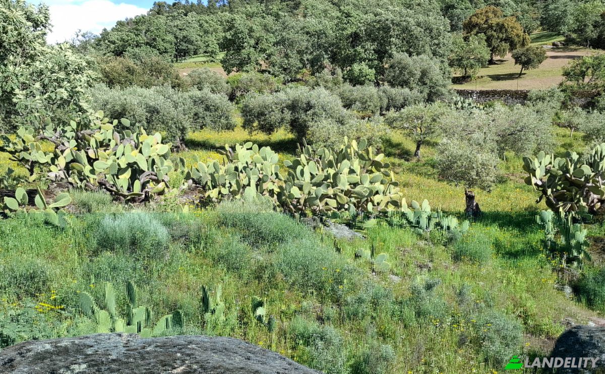 Land Lot for Sale 6090 Salvador, Salvador, Penamacor, Castelo Branco District, Portugal. Photo 5