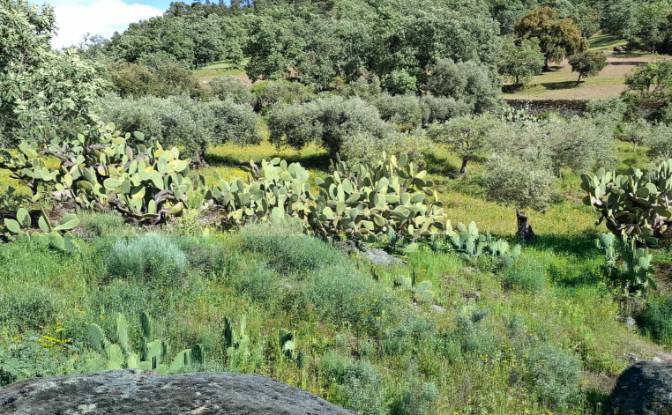 Land Lot for Sale 6090 Salvador, Salvador. Photo#5