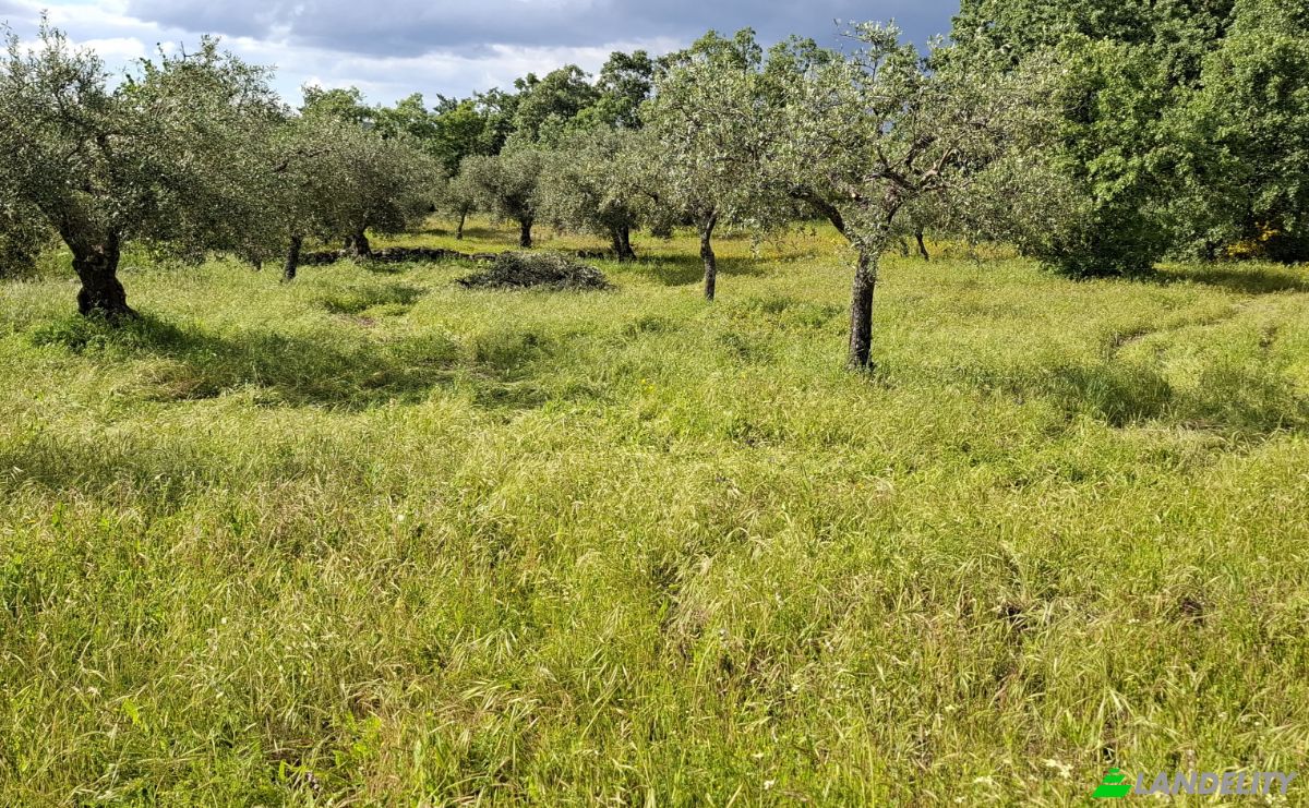 Land Lot for Sale 6090 Salvador, Salvador, Penamacor, Castelo Branco District, Portugal. Photo 2