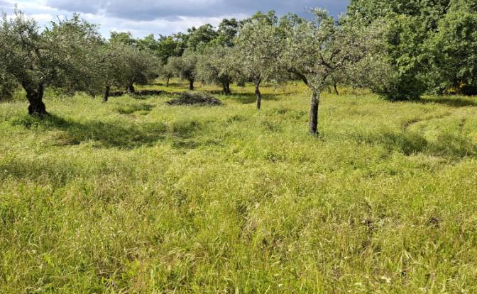 Land Lot for Sale 6090 Salvador, Salvador. Photo#2