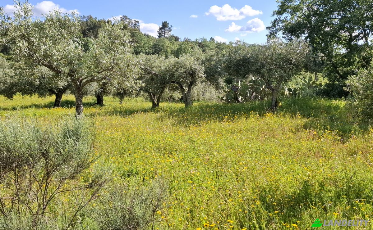 Land Lot for Sale 6090 Salvador, Salvador, Penamacor, Castelo Branco District, Portugal. Photo 3