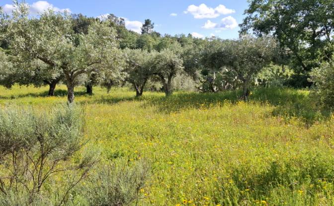 Land Lot for Sale 6090 Salvador, Salvador. Photo#3