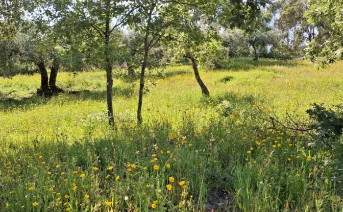 Land Lot for Sale 6090 Salvador, Salvador. Photo#6