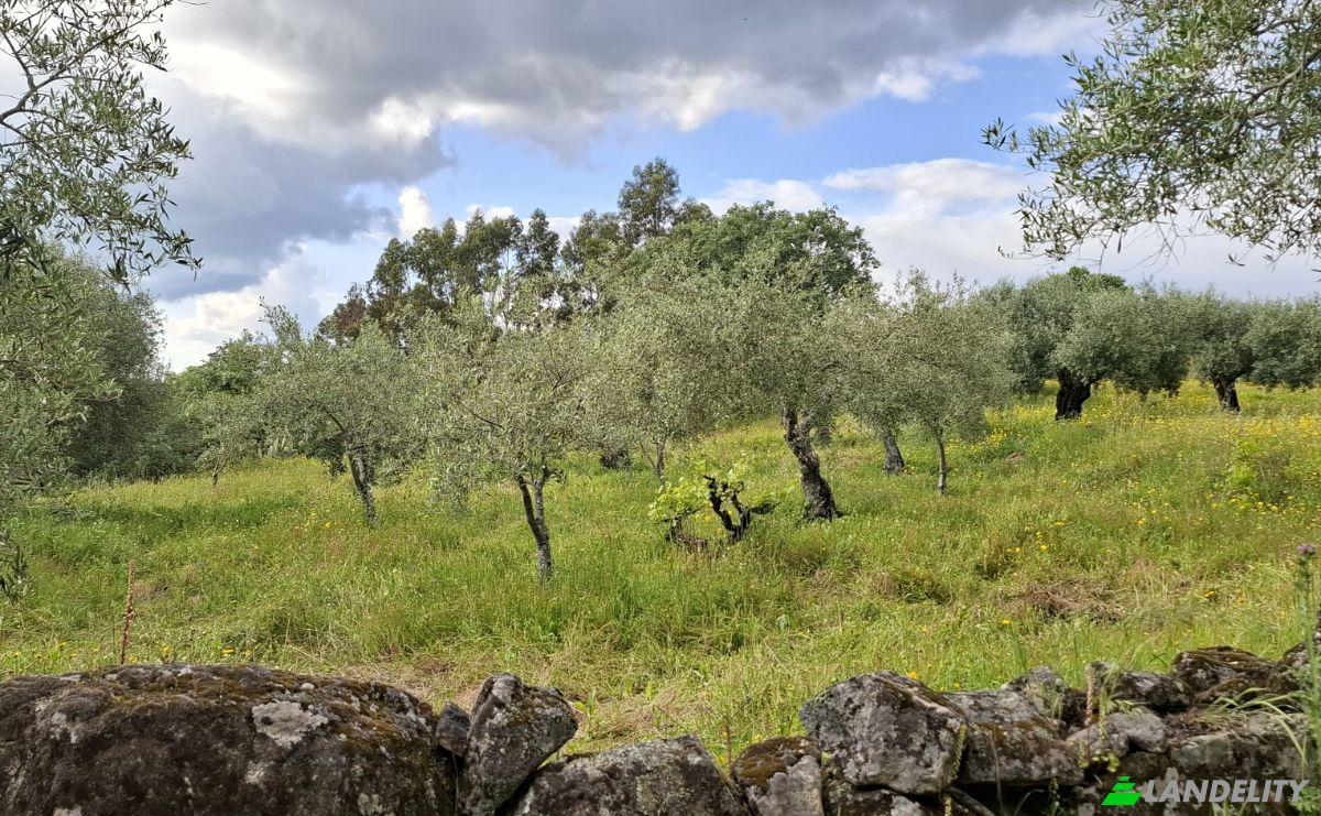 Land Lot for Sale 6090 Salvador, Salvador, Penamacor, Castelo Branco District, Portugal. Photo 9