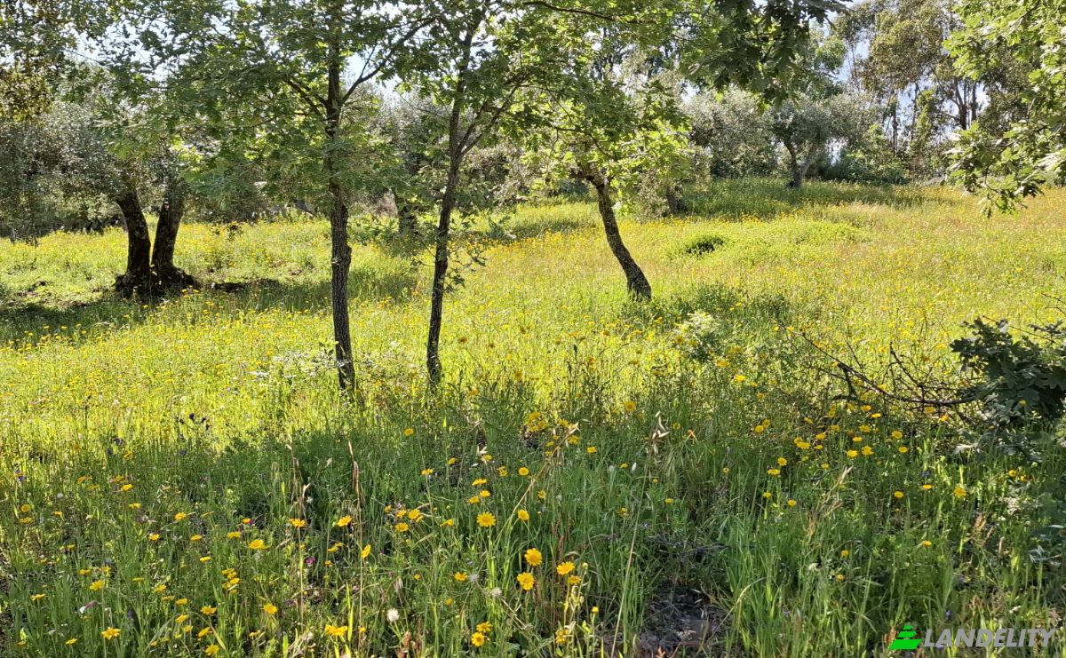 Land Lot for Sale 6090 Salvador, Salvador, Penamacor, Castelo Branco District, Portugal. Photo 12