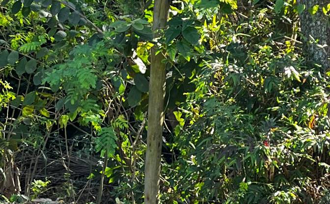 Land Lot for Sale R Macaranduba, 183, Rec Profetas. Photo#7 Land Lot for Sale R Macaranduba, 183, Rec Profetas. Photo#7
