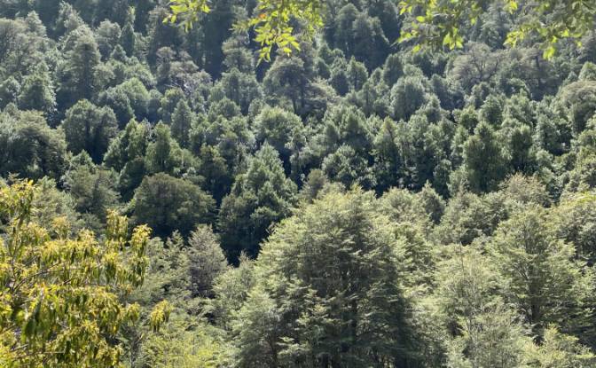 Land Lot for Sale Pucon, Cautin Province. Photo#6 Land Lot for Sale Pucon, Cautin Province. Photo#6