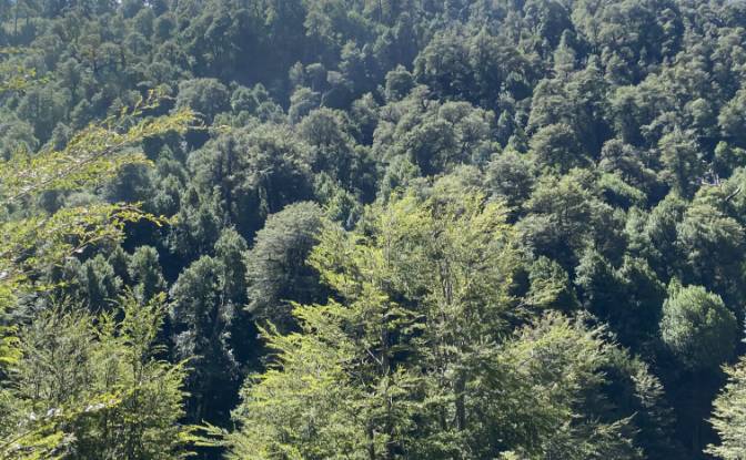 Land Lot for Sale Pucon, Cautin Province. Photo#9 Land Lot for Sale Pucon, Cautin Province. Photo#9
