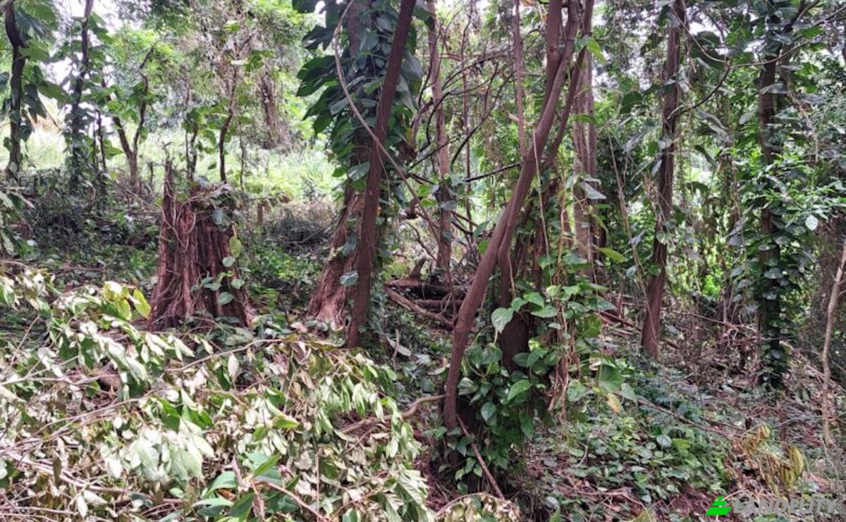 Land Lot for Sale Jno Baptiste Ridge, Calibishie, Saint Andrew Parish, Dominica. Photo 10