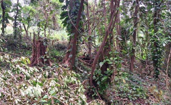 Land Lot for Sale Jno Baptiste Ridge, Calibishie. Photo#10