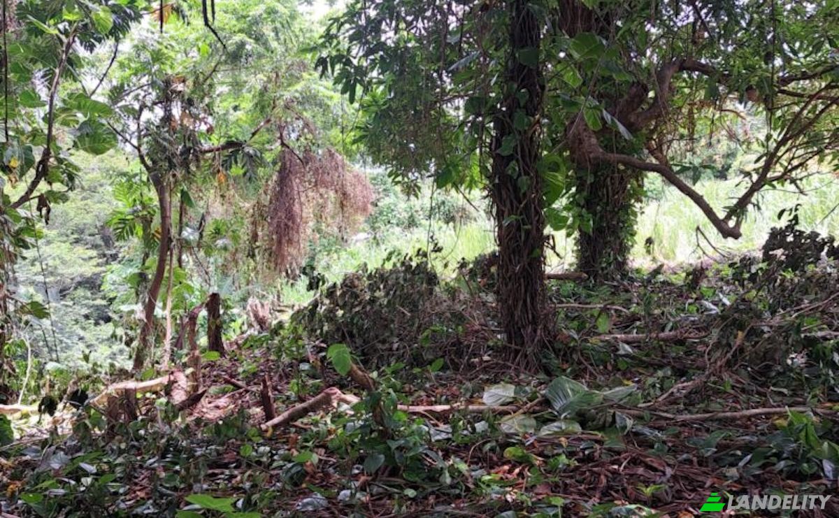 Land Lot for Sale Jno Baptiste Ridge, Calibishie, Saint Andrew Parish, Dominica. Photo 2