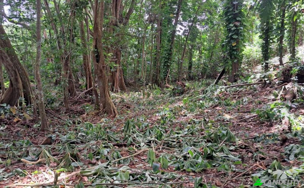 Land Lot for Sale Jno Baptiste Ridge, Calibishie, Saint Andrew Parish, Dominica. Photo 4