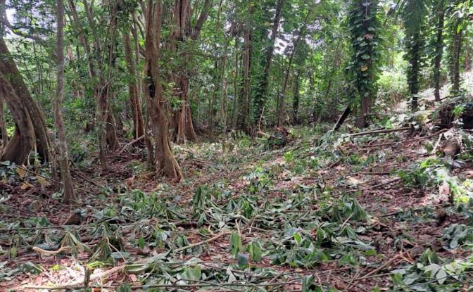 Land Lot for Sale Jno Baptiste Ridge, Calibishie. Photo#4