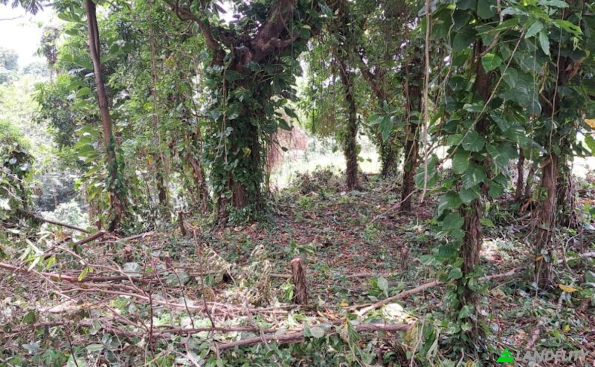 Land Lot for Sale Jno Baptiste Ridge, Calibishie, Saint Andrew Parish, Dominica. Photo 5