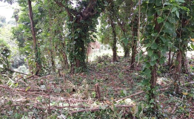 Land Lot for Sale Jno Baptiste Ridge, Calibishie. Photo#5