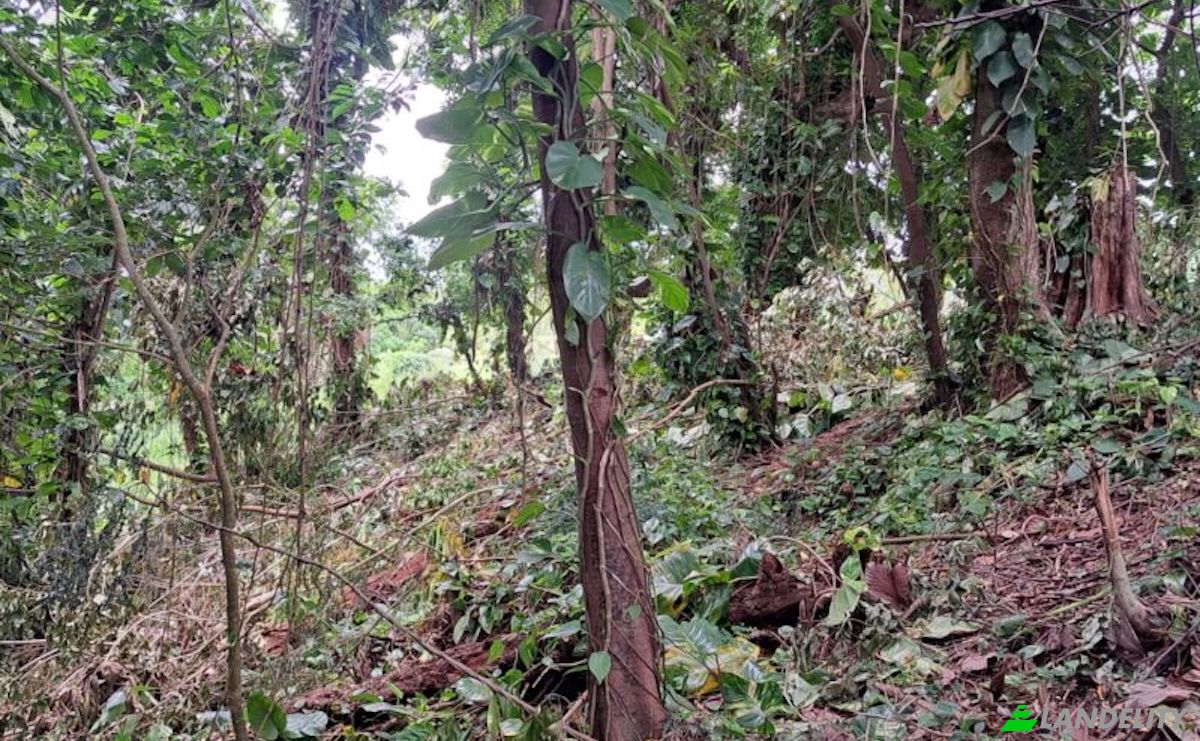 Land Lot for Sale Jno Baptiste Ridge, Calibishie, Saint Andrew Parish, Dominica. Photo 6