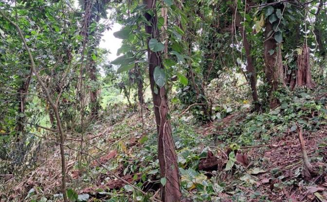 Land Lot for Sale Jno Baptiste Ridge, Calibishie. Photo#6