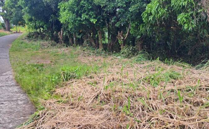 Land Lot for Sale Jno Baptiste Ridge, Calibishie. Photo#7