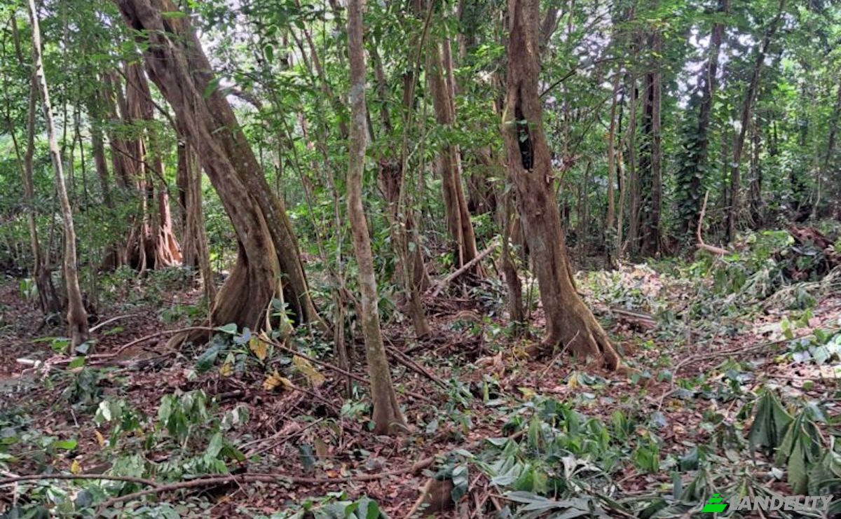 Land Lot for Sale Jno Baptiste Ridge, Calibishie, Saint Andrew Parish, Dominica. Photo 8