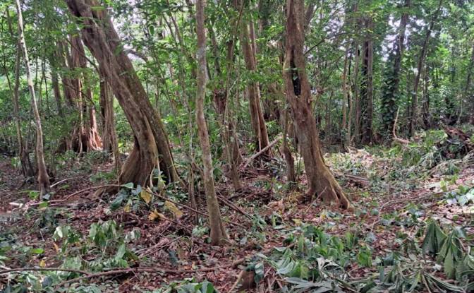 Land Lot for Sale Jno Baptiste Ridge, Calibishie. Photo#8