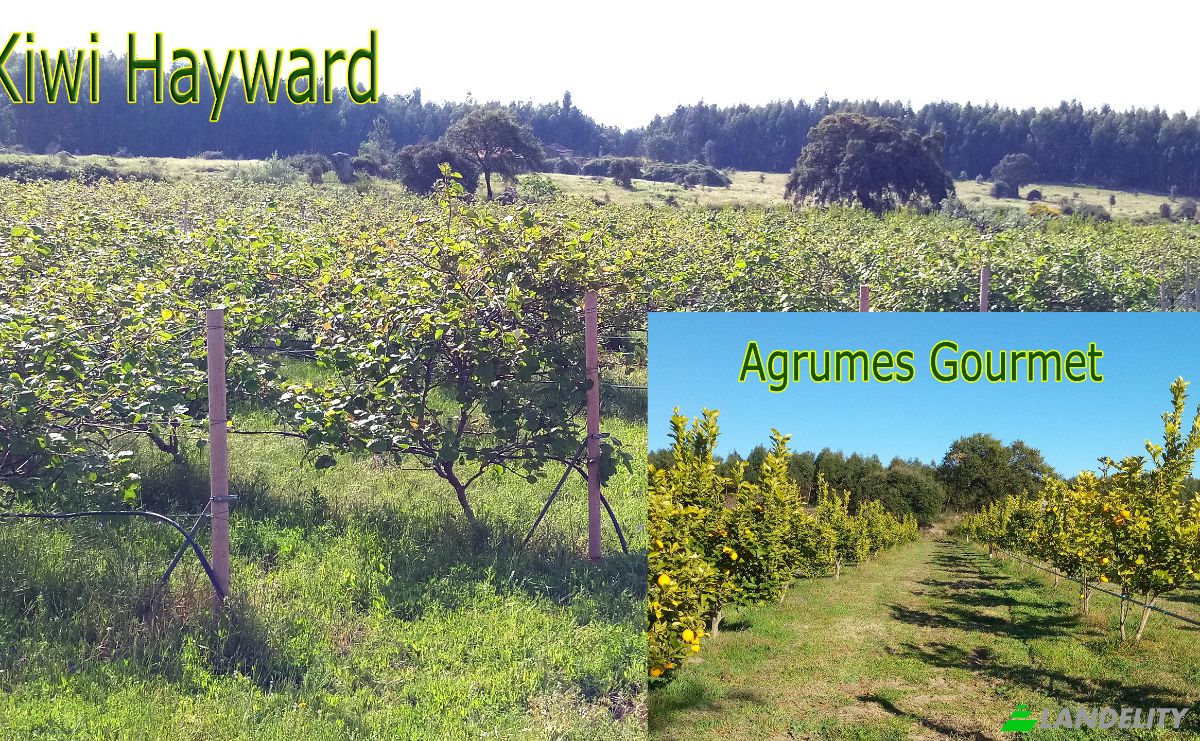 Investing/Development for Sale 6005, Sobral do Campo, Castelo Branco, Castelo Branco District, Portugal. Photo 5