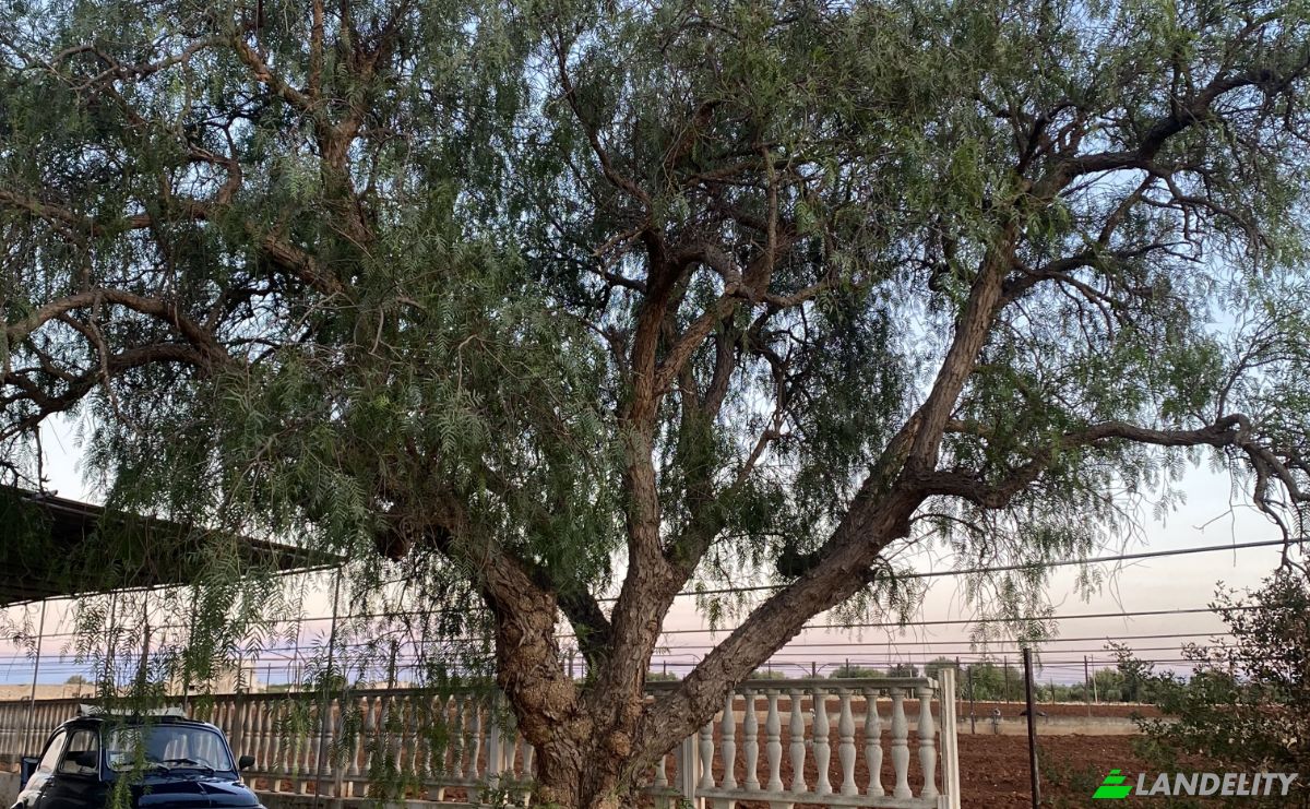 Lote de terreno en venta Contrada Carbonelli, 70014 Conversano BA, Conversano, Metropolitan City of Bari, Apulia, Italy. Foto 10