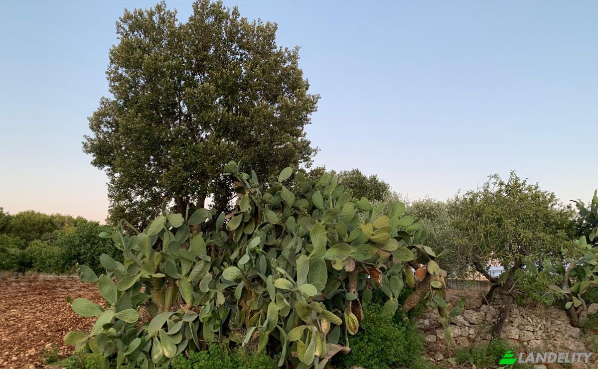 Lote de terreno en venta Contrada Carbonelli, 70014 Conversano BA, Conversano, Metropolitan City of Bari, Apulia, Italy. Foto 13
