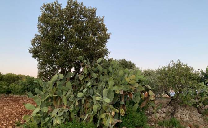 Lote de terreno en venta Contrada Carbonelli. Foto#13