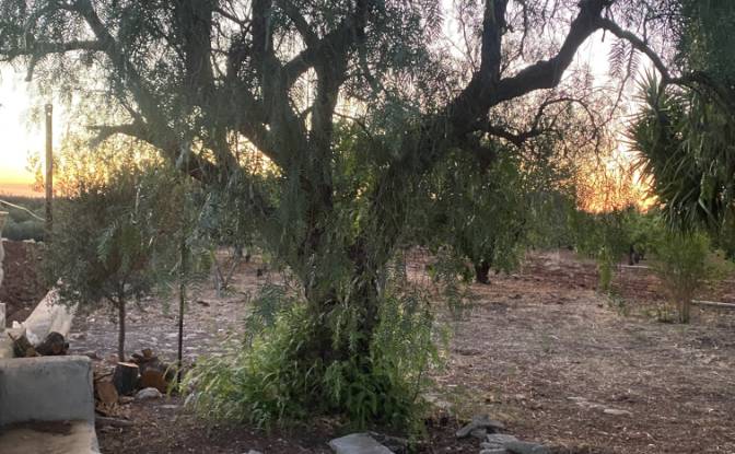 Lote de terreno en venta Contrada Carbonelli. Foto#19