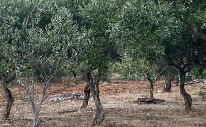 Lote de terreno en venta Contrada Carbonelli. Foto#22