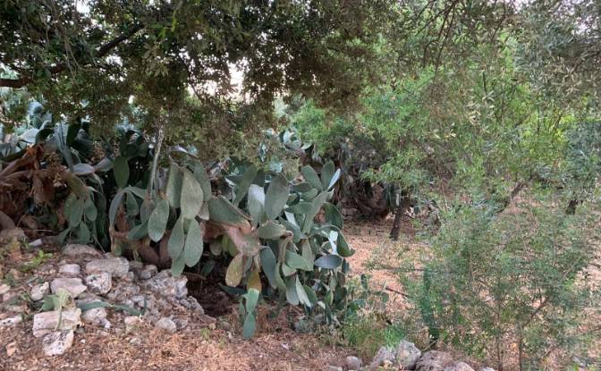 Lote de terreno en venta Contrada Carbonelli. Foto#23