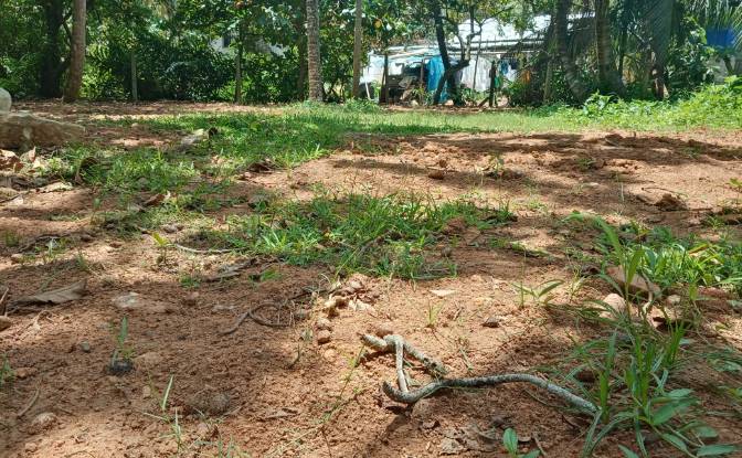 Investing/Development for Rent Dikwella, Nilwella. Photo#5 Investing/Development for Rent Dikwella, Nilwella. Photo#5