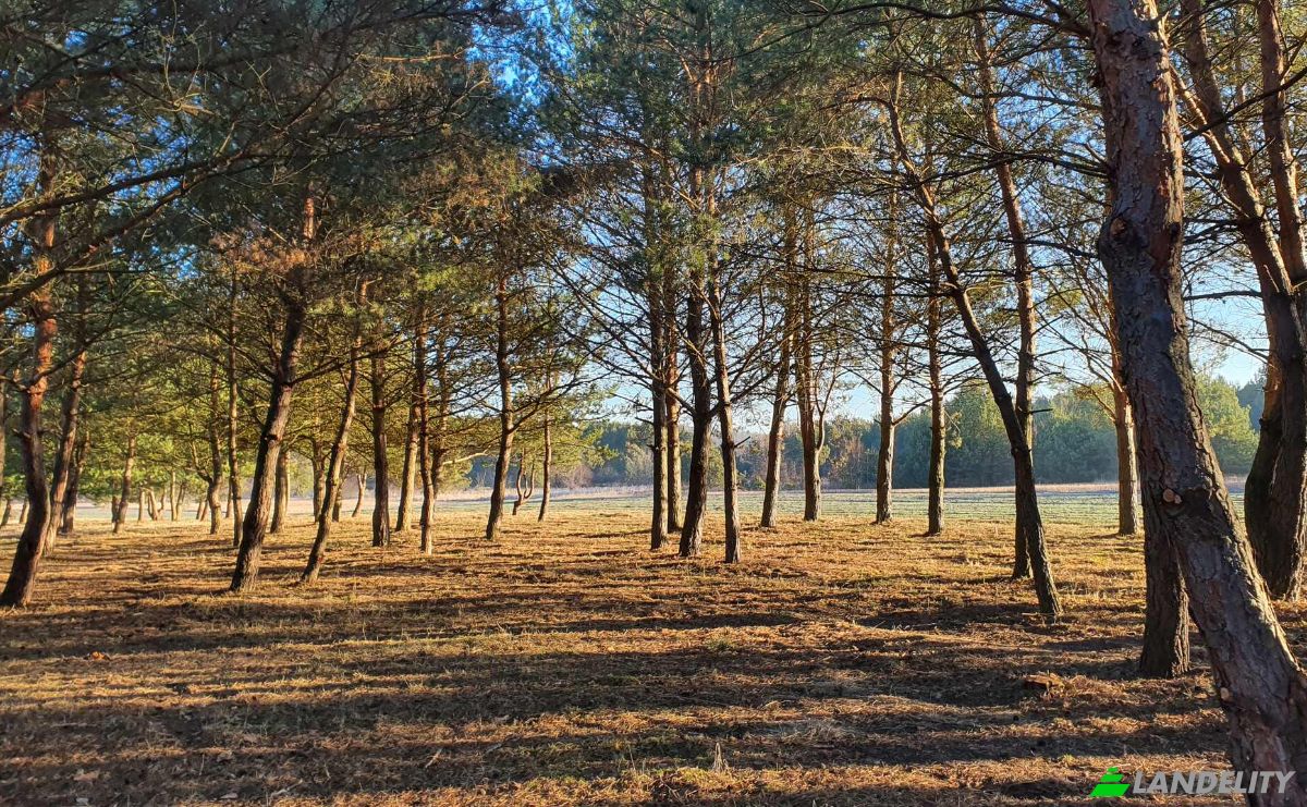 Investing/Development for Sale Bidzinszczyzna 8, 27-423 Skarbka, Ulow, Ostrowiec County, Swietokrzyskie Voivodeship, Poland. Photo 2