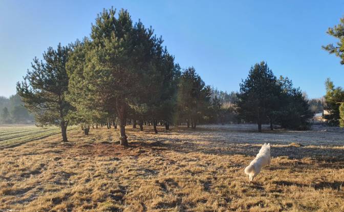 Investing/Development for Sale Bidzinszczyzna 8. Photo#6 Investing/Development for Sale Bidzinszczyzna 8. Photo#6