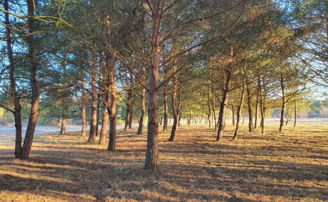 Investing/Development for Sale - Ulow, Poland