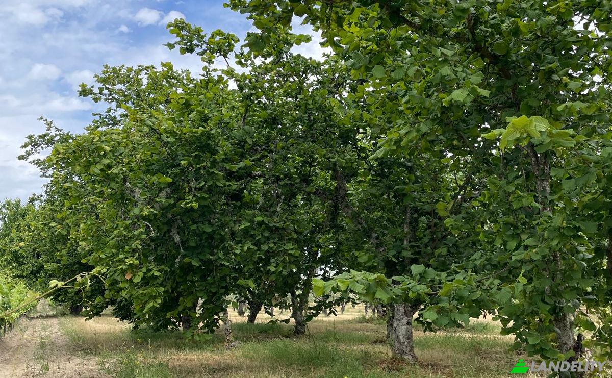 Investing/Development for Sale R Sao Joao, 3620, Fonte Arcada, Moimenta da Beira, Viseu District, Portugal. Photo 1