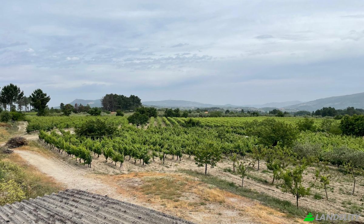 Investing/Development for Sale R Sao Joao, 3620, Fonte Arcada, Moimenta da Beira, Viseu District, Portugal. Photo 10
