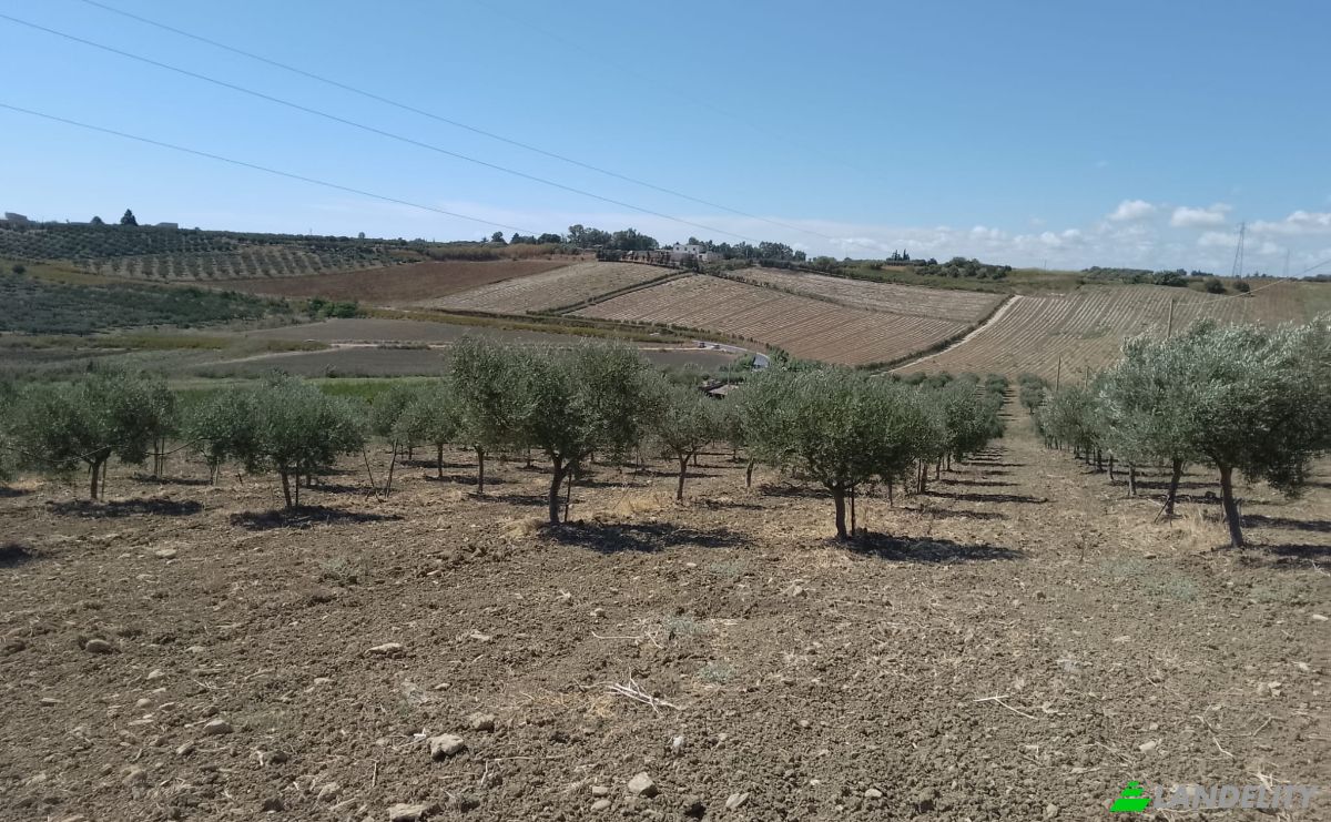 Grondperceel Te koop SP79, 92013 Menfi AG, Menfi, Free municipal consortium of Agrigento, Sicily, Italy. Foto 1