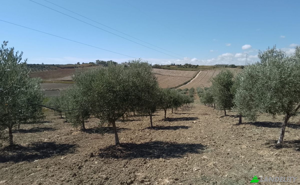 Grondperceel Te koop SP79, 92013 Menfi AG, Menfi, Free municipal consortium of Agrigento, Sicily, Italy. Foto 2