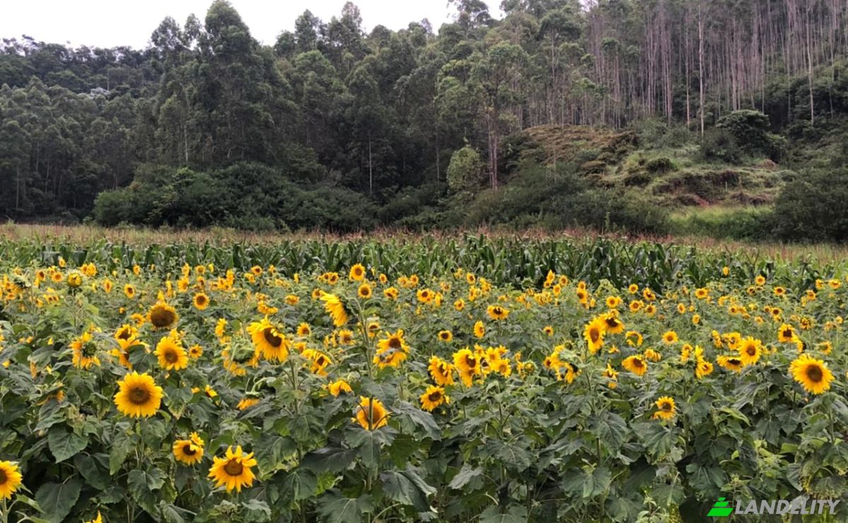 Farm/Ranch for Sale Porto Firme - State of Minas Gerais, Porto Firme, State of Minas Gerais, Brazil, 36576-000. Photo 10