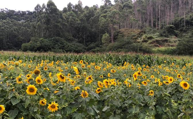 Farm/Ranch for Sale Porto Firme - State of Minas. Photo#10