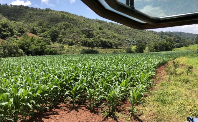 Farm/Ranch for Sale Porto Firme - State of Minas. Photo#6