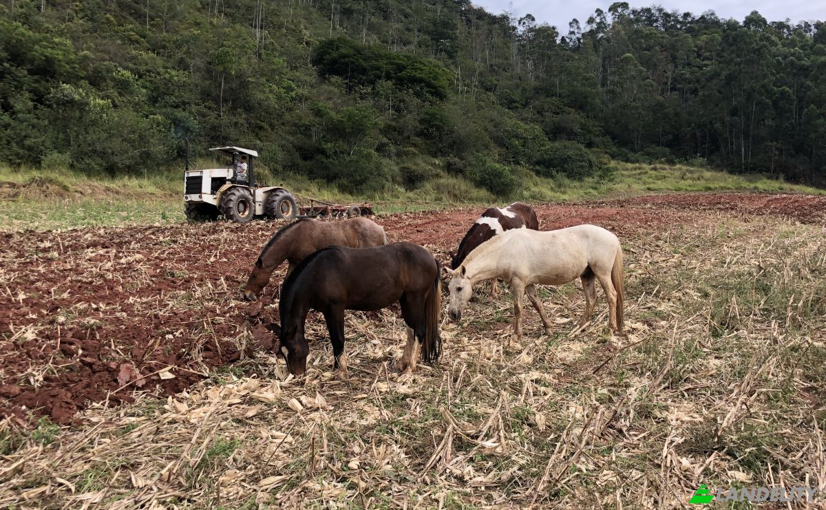 Farm/Ranch for Sale Porto Firme - State of Minas Gerais, Porto Firme, State of Minas Gerais, Brazil, 36576-000. Photo 7