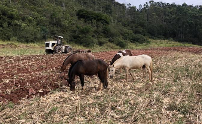 Farm/Ranch for Sale Porto Firme - State of Minas. Photo#7
