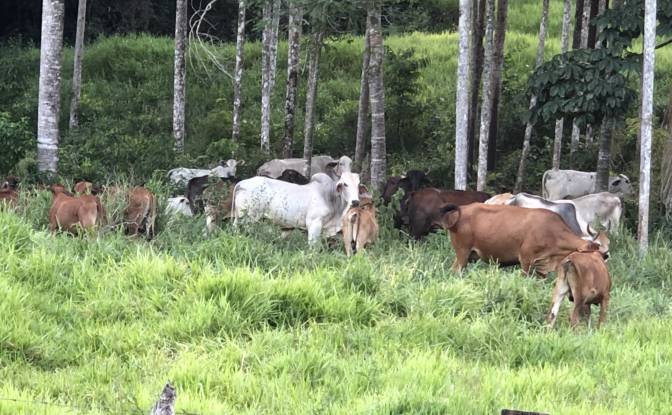 Farm/Ranch for Sale Porto Firme - State of Minas. Photo#8