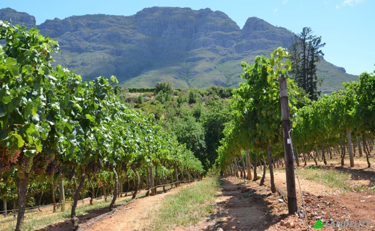 Farm/Ranch for Sale Rustenberg Rd, Stellenbosch, Cape Winelands District Municipality, Western Cape, South Africa. Photo 12