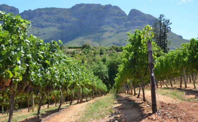 Farm/Ranch for Sale Rustenberg Rd, Stellenbosch. Photo#12 Farm/Ranch for Sale Rustenberg Rd, Stellenbosch. Photo#12