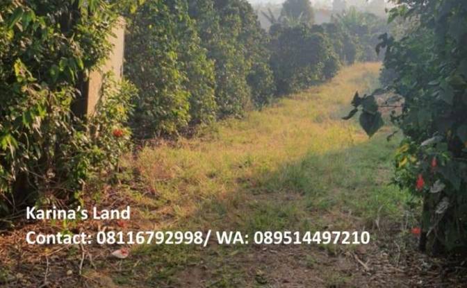 Land Lot for Sale Jalan Tanpa Nama, Kec Tigapanah. Photo#7 Land Lot for Sale Jalan Tanpa Nama, Kec Tigapanah. Photo#7