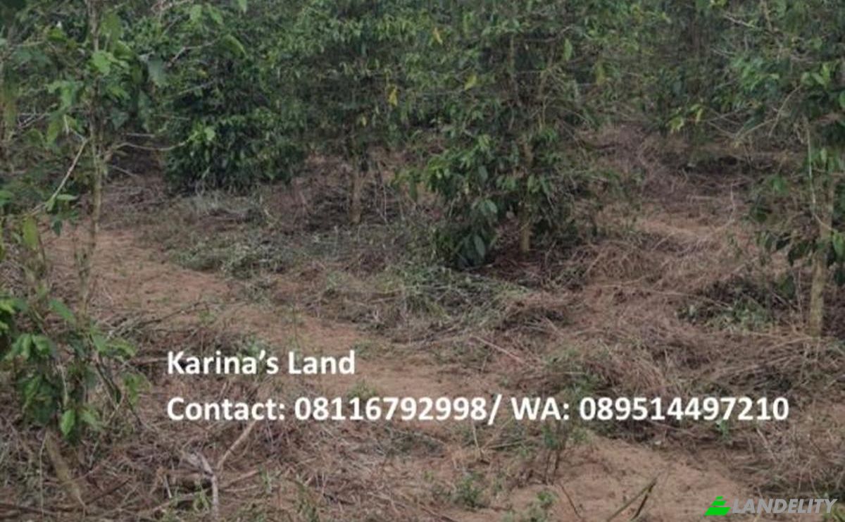 Land Lot for Sale Jalan Tanpa Nama, Kec Tigapanah, Kabupaten Karo, Sumatera Utara, Bunuraya, Karo Regency, North Sumatra, Indonesia. Photo 4